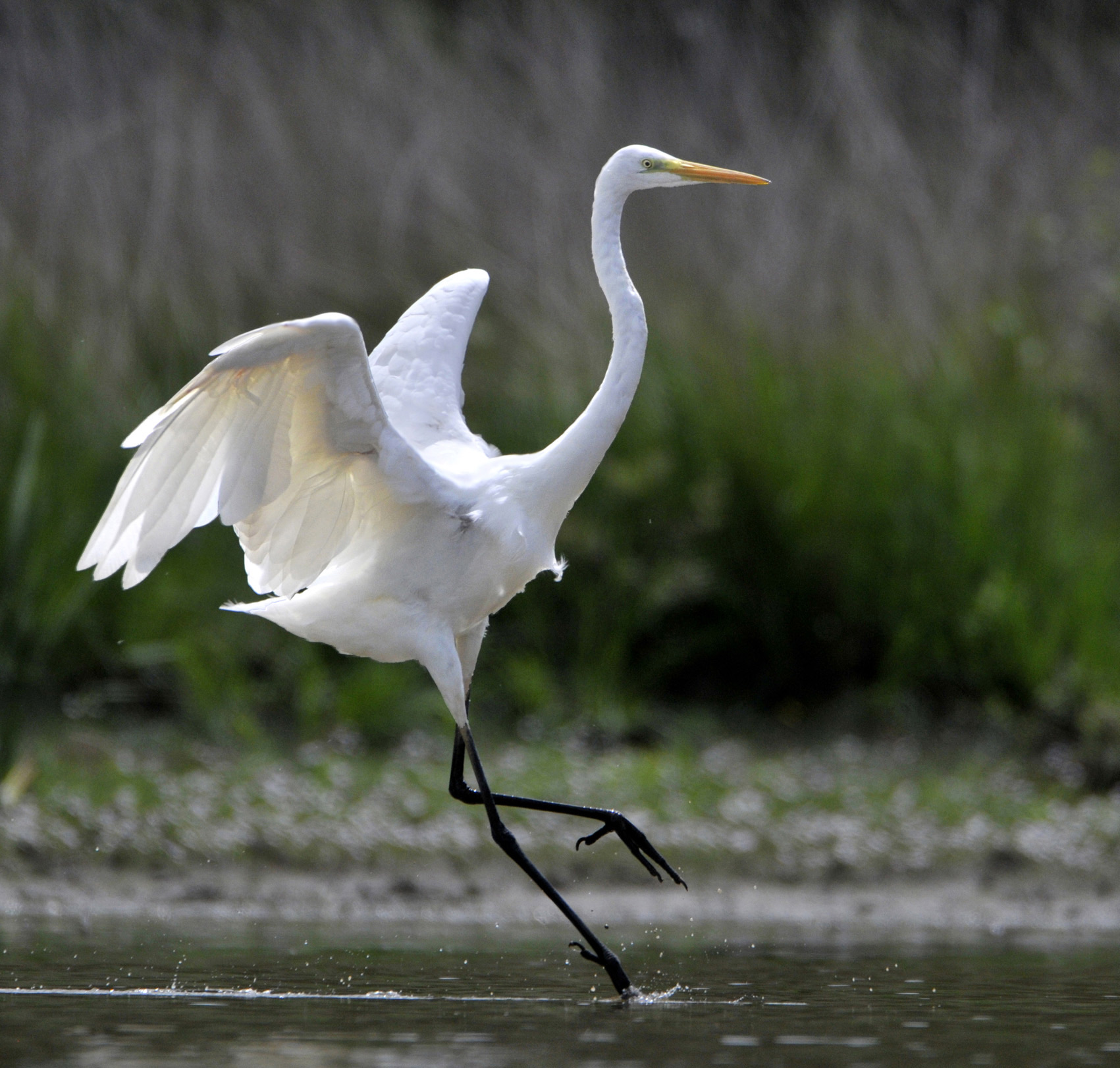 Grande aigrette